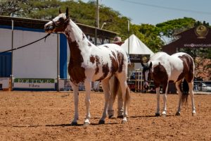 O número de animais participantes registrou crescimento em 2019, crédito Márcio Mitsuishi.