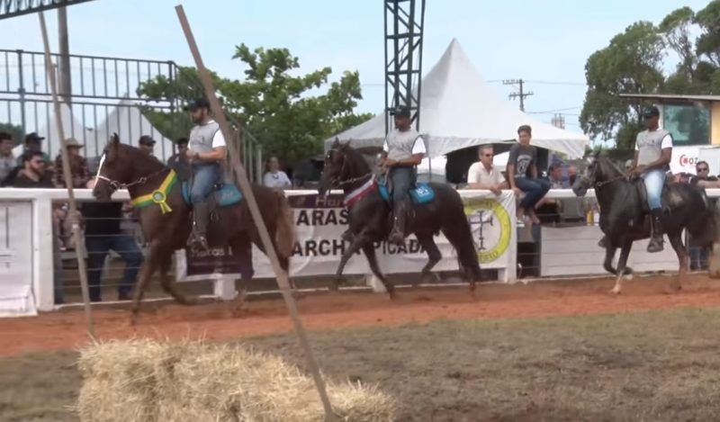 Programa Mangalarga Marchador 524