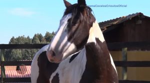 Programa Cavalos Crioulos 27 outubro