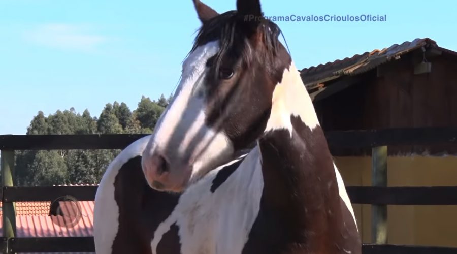 Programa Cavalos Crioulos 27 outubro