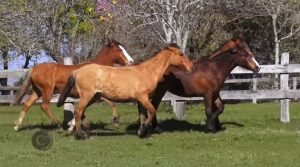 Programa Cavalos Crioulos Oficial de 06-10-2019