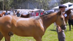 Programa Cavalos Crioulos Oficial de 20 de out