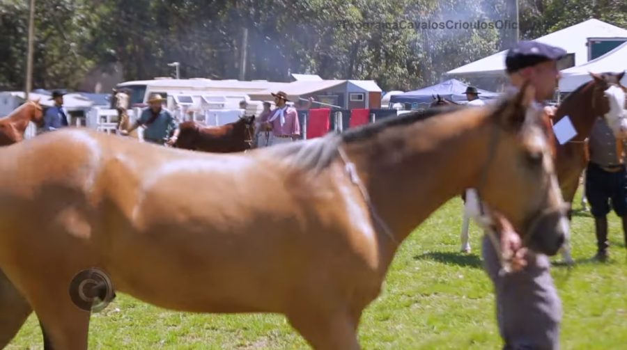 Programa Cavalos Crioulos Oficial de 20 de out