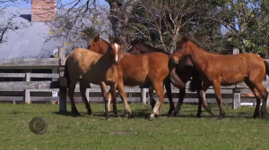Programa Cavalos Crioulos Oficial de 29-09-2019