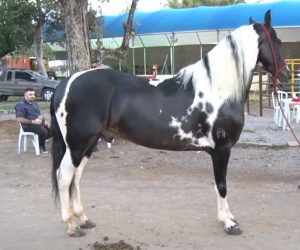 Programa Mangalarga Marchador 526