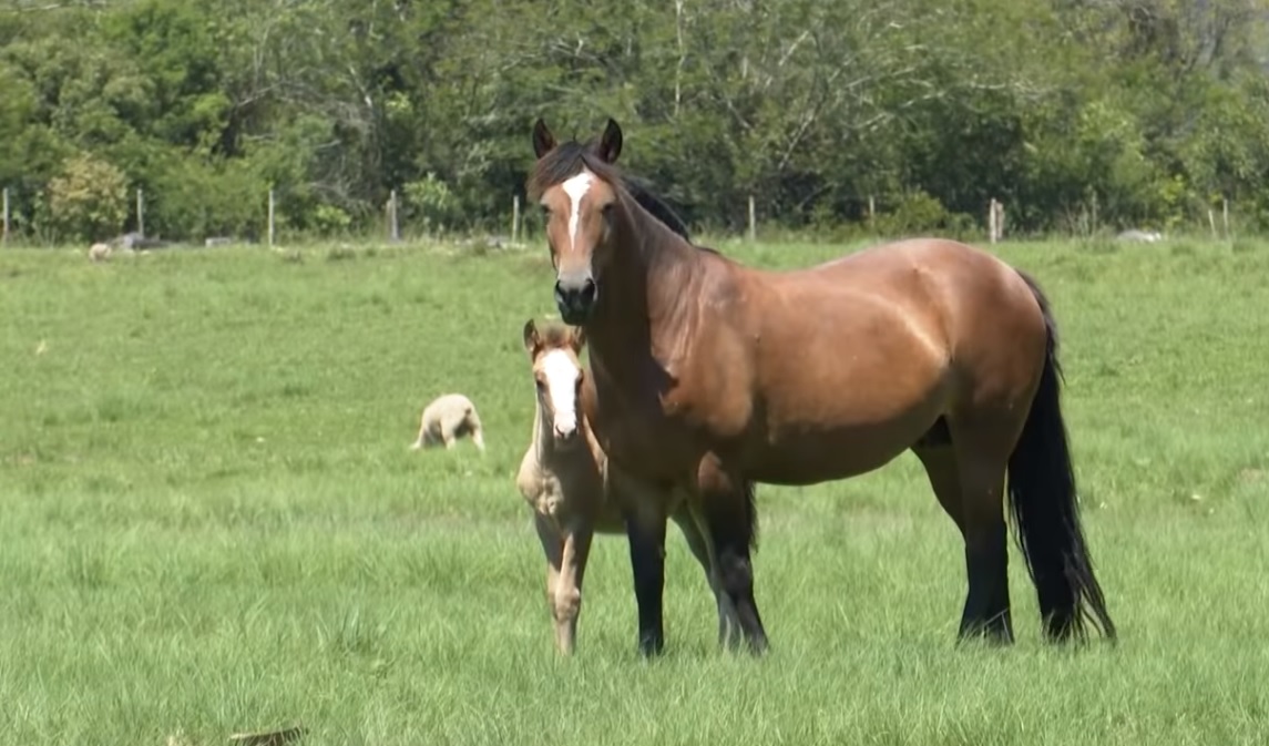 Programa Cavalo Crioulo sem Fronteiras do dia 02 de novembro de 2019