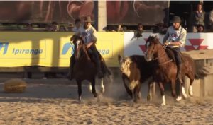 Programa Cavalo Crioulo sem Fronteiras do dia 09 de novembro de 2019