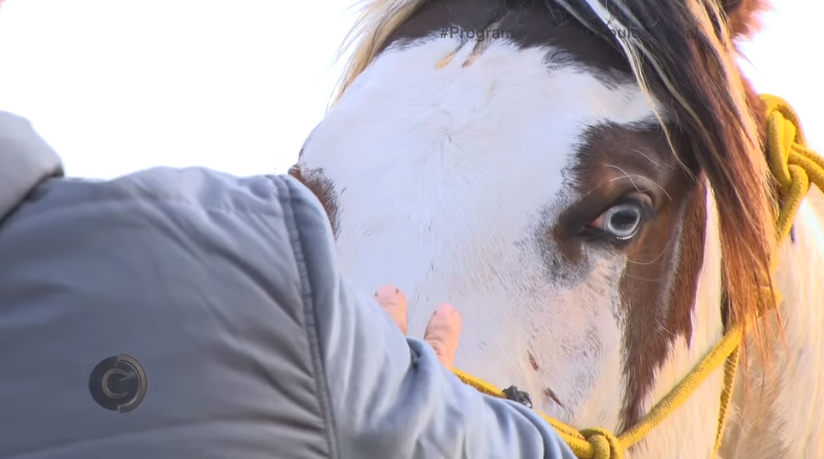 Programa Cavalos Crioulos 24 de novembro 2019
