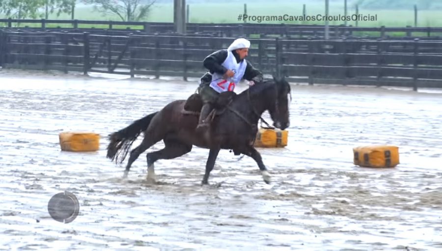 Programa Cavalos Crioulos 3-11-2019