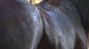 Programa Cavalos Crioulos Oficial 10-11