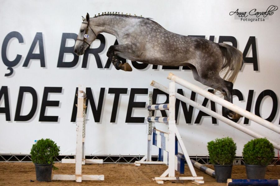catira competition