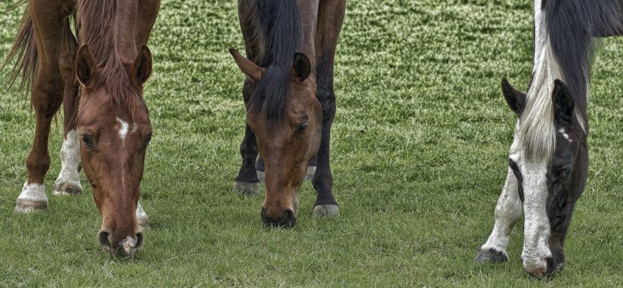 Cavalos se alimentando