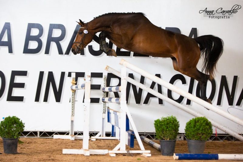 cs hortencia