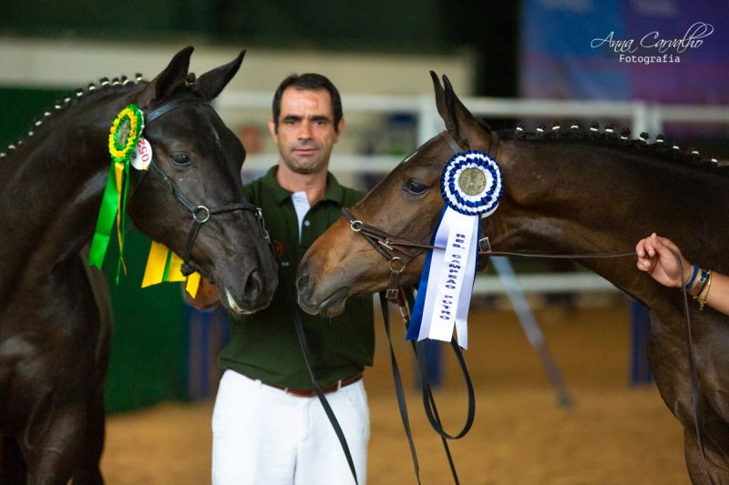 Grande campeão e campeão (drosa) macho