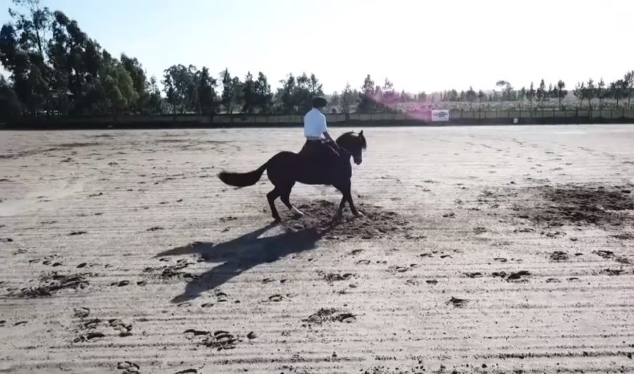 Programa Cavalo Crioulo sem Fronteiras do dia 07 de dezembro de 2019