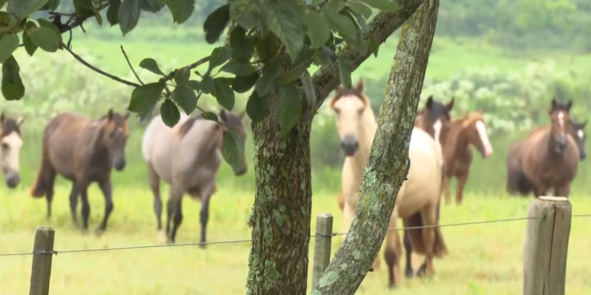 Programa Cavalo Crioulo sem Fronteiras do dia 30 de novembro de 2019