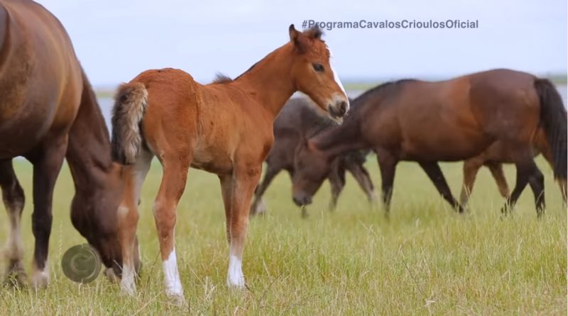 Programa Cavalos Crioulos 15-12-2019