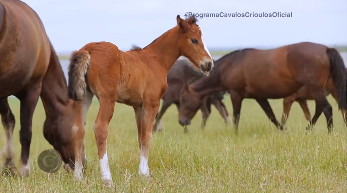 Programa Cavalos Crioulos 15-12-2019