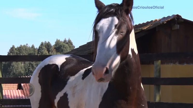 Programa Cavalos Crioulos Oficial 01-12-2019