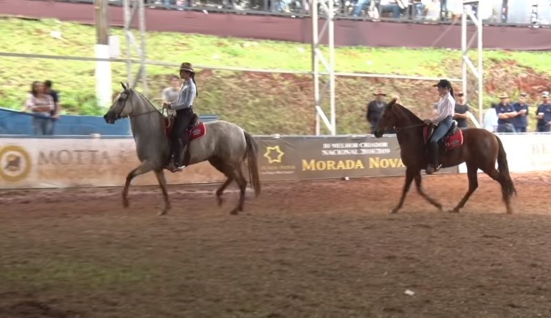 Programa Mangalarga Marchador 531