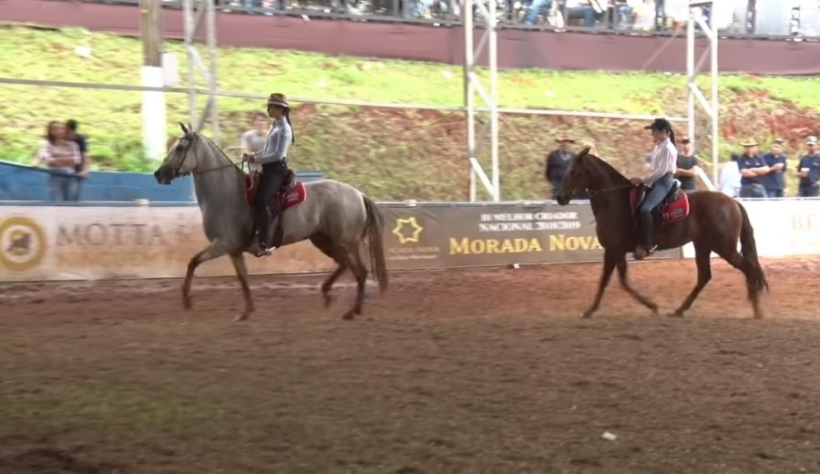 Programa Mangalarga Marchador 531