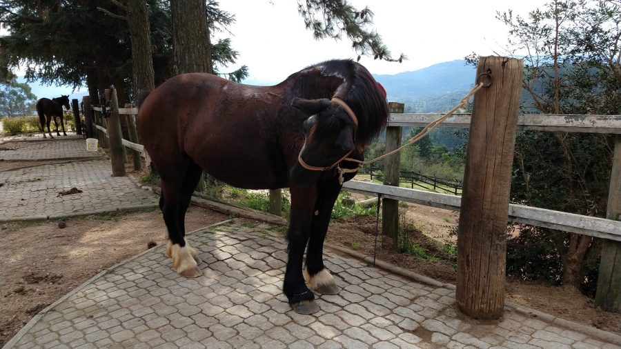 Como posso saber se meu cavalo está com dor?